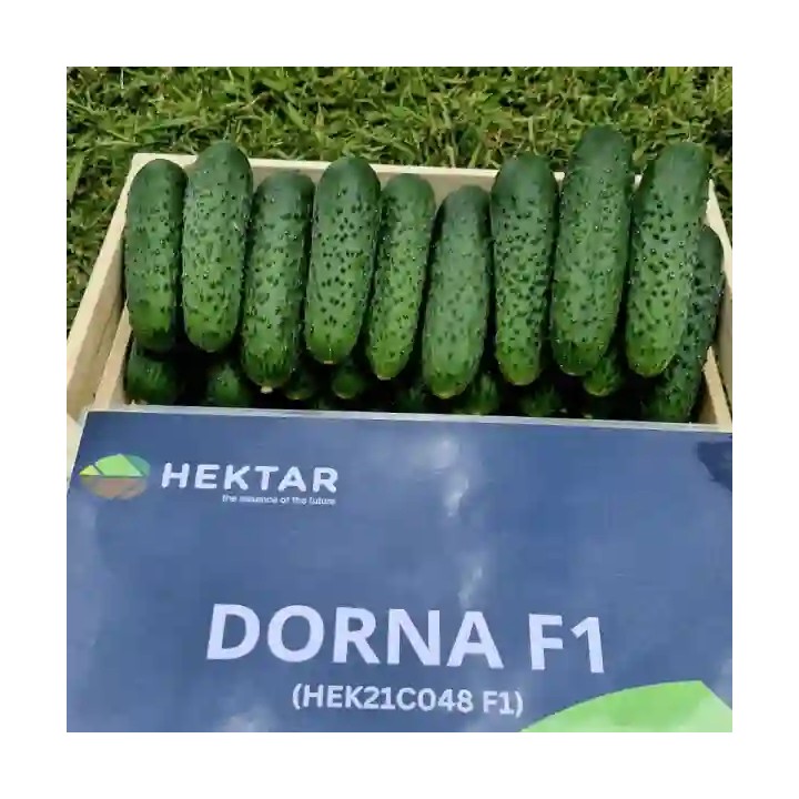 Seminte castraveti DORNA F1 Cornichon – 500 seminte Hektar