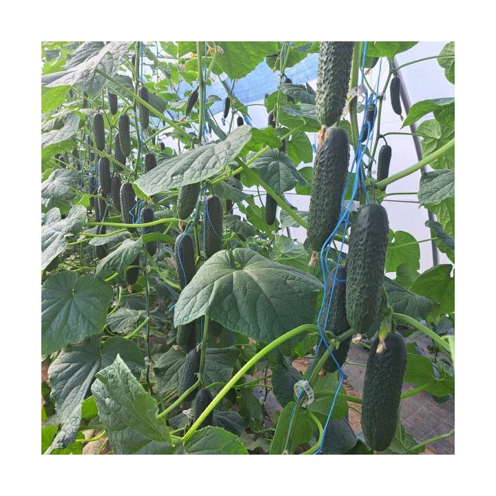 Seminte castraveti DORNA F1 Cornichon – 500 seminte Hektar