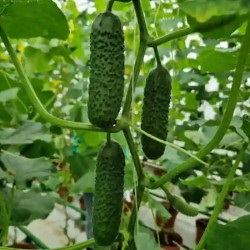 Seminte Castraveti Cornison TISA F1, Hektar - 100 seminte, Hibrid partenocarpic timpuriu