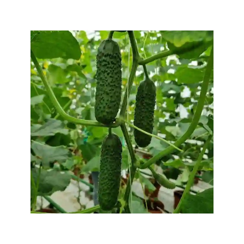 Seminte castraveti TISA F1 Cornichon – 50 seminte Hektar