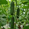 Seminte Castraveti Cornison TISA F1, Hektar - 50 seminte, Hibrid partenocarpic timpuriu