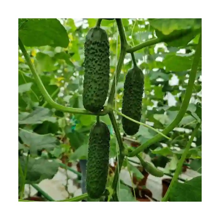 Seminte castraveti TISA F1 Cornichon – 500 seminte Hektar