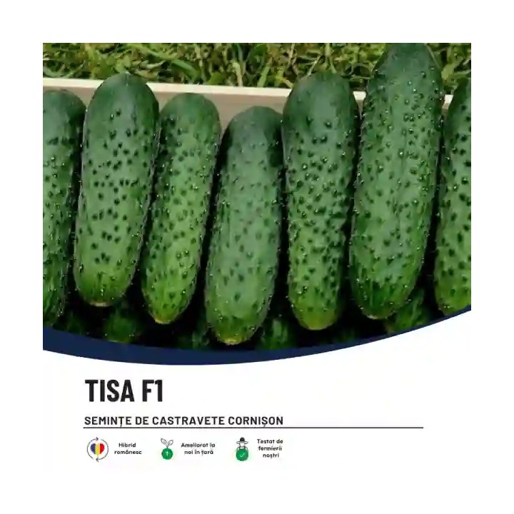 Seminte castraveti TISA F1 Cornichon – 500 seminte Hektar