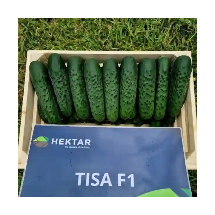 Seminte castraveti TISA F1 Cornichon – 500 seminte Hektar