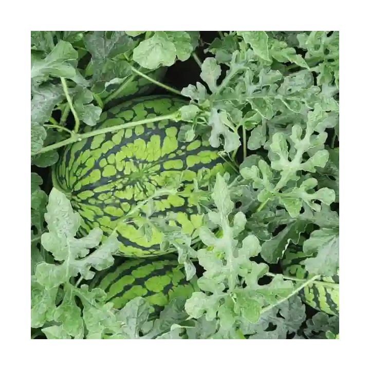 Seminte pepene verde HONNEY F1 Hektar, Miez galben – 100 Seminte