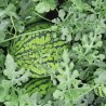 Seminte pepene verde HONNEY F1 Hektar – 100 seminte, Pepene cu miez galben extratimpuriu