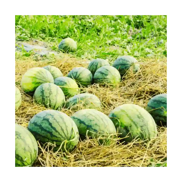 Seminte pepene verde HONNEY F1 Hektar, Miez galben – 100 Seminte