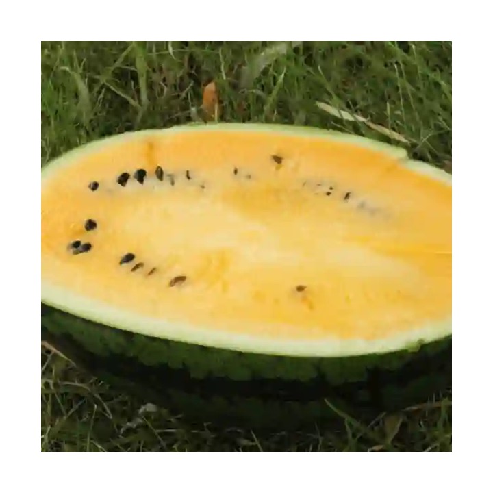 Seminte pepene verde HONNEY F1 Hektar, Miez galben – 100 Seminte