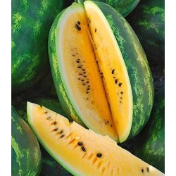 Seminte pepene verde HONNEY F1 Hektar – 500 seminte, Pepene cu miez galben extratimpuriu