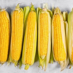 Seminte Porumb zaharat ACCENTUATE F1 Hektar - 1.000 seminte, Hibrid extra dulce timpuriu