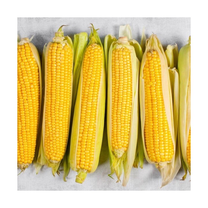 Porumb zaharat ACCENTUATE F1 Hektar, Extra dulce - 2.500 Seminte