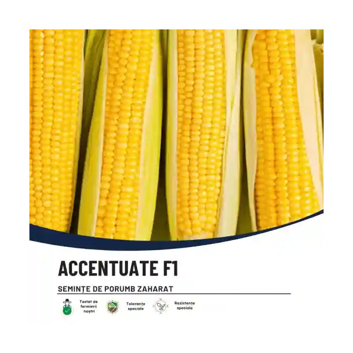 Porumb zaharat ACCENTUATE F1 Hektar, Extra dulce - 5.000 Seminte