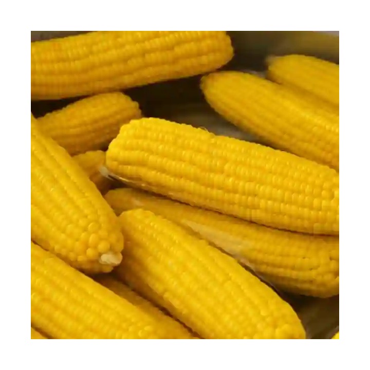 Porumb zaharat ACCENTUATE F1 Hektar, Extra dulce - 5.000 Seminte