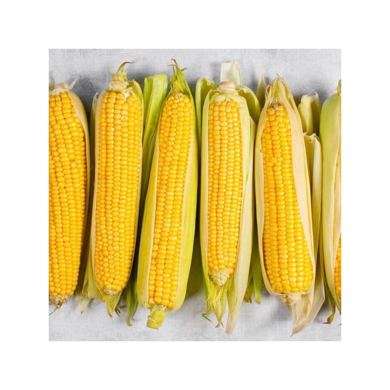 Porumb zaharat ACCENTUATE F1 Hektar, Extra dulce - 5.000 Seminte