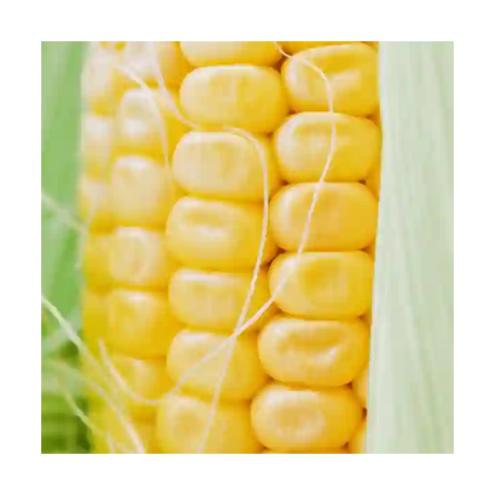 Porumb zaharat GLIKOS F1 Hektar –  5.000 Seminte, Porumb dulce