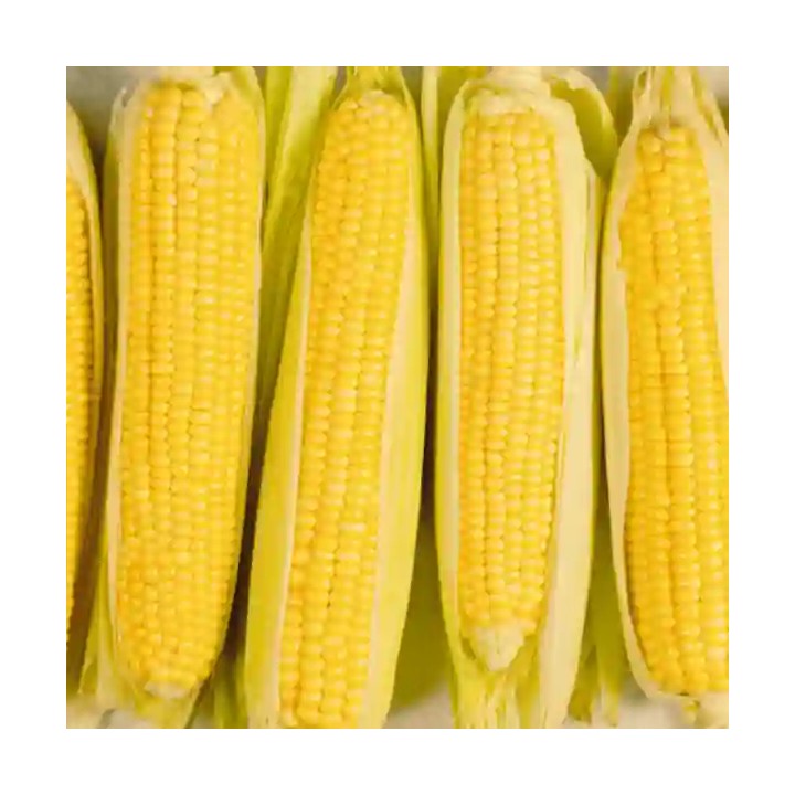 Porumb zaharat GLIKOS F1 Hektar –  5.000 Seminte, Porumb dulce