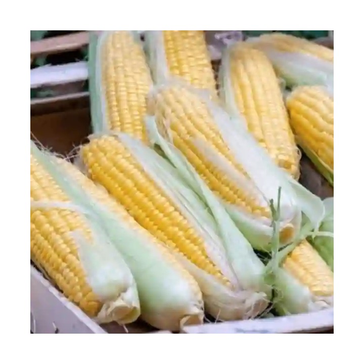 Porumb zaharat GLIKOS F1 Hektar –  5.000 Seminte, Porumb dulce