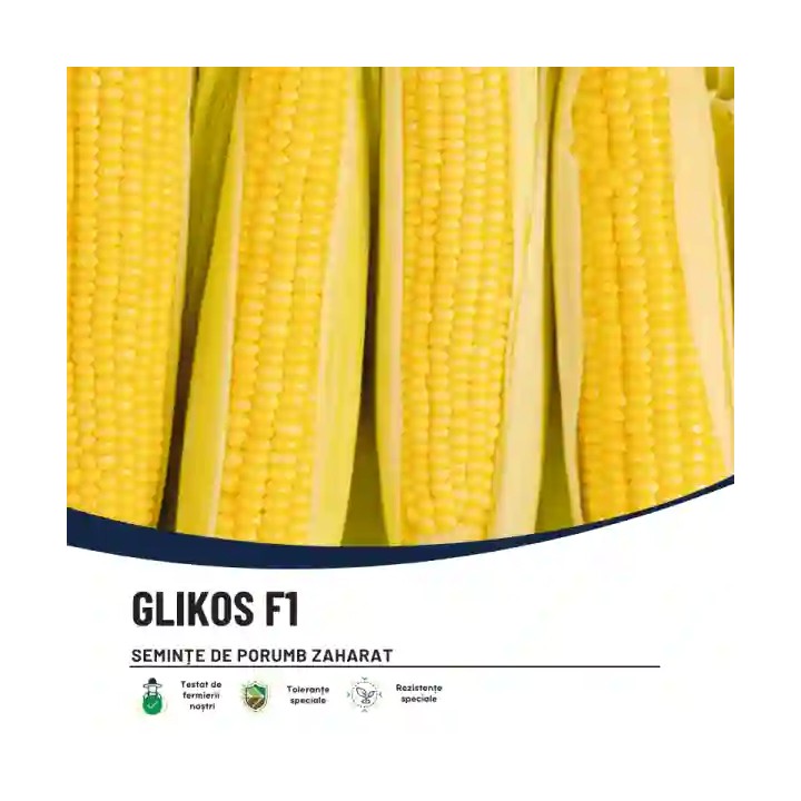 Porumb zaharat GLIKOS F1 Hektar –  5.000 Seminte, Porumb dulce