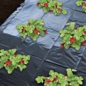 Folie mulcire HORTI A-Z, Neagra, Neperforata, 15 microni - rola 1 x 100 m
