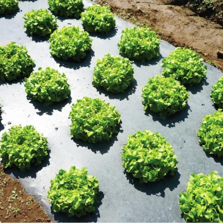 Folie mulcire HORTI A-Z, Neperforata, 15 microni - rola 1 x 100 m