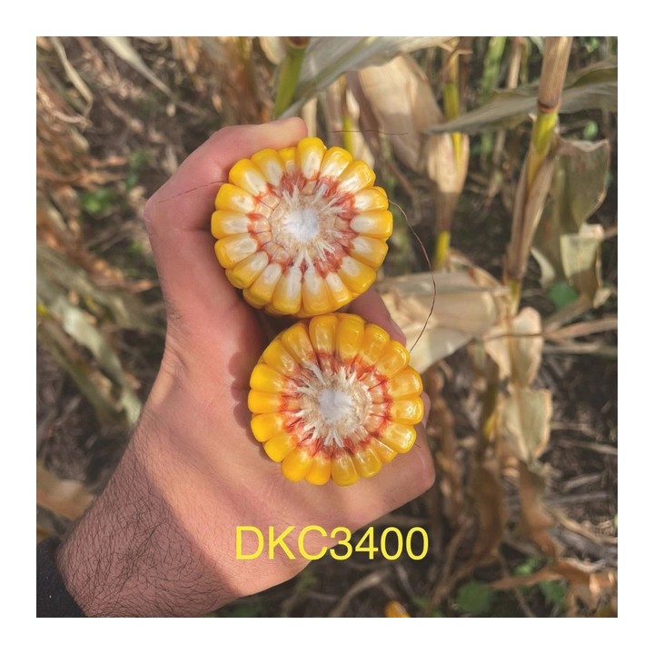 Samanta Porumb DEKALB DKC 3400, FAO 250-290, 80.000 boabe