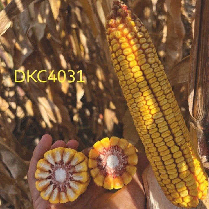 Samanta Porumb DEKALB DKC 4031, FAO 300-340, 80.000 boabe