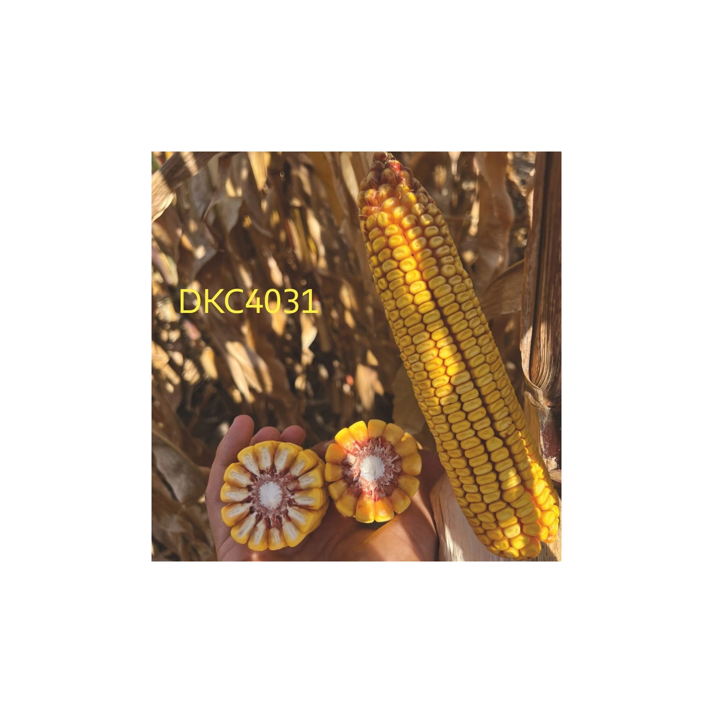Samanta Porumb DEKALB DKC 4031, FAO 300-340, 80.000 boabe