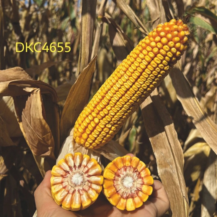 Samanta Porumb DEKALB DKC 4655, FAO 350-390, 80.000 boabe