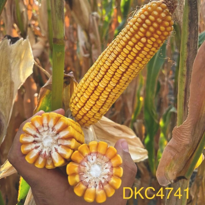 Samanta Porumb DEKALB DKC 4741, FAO 350-390, 80.000 boabe