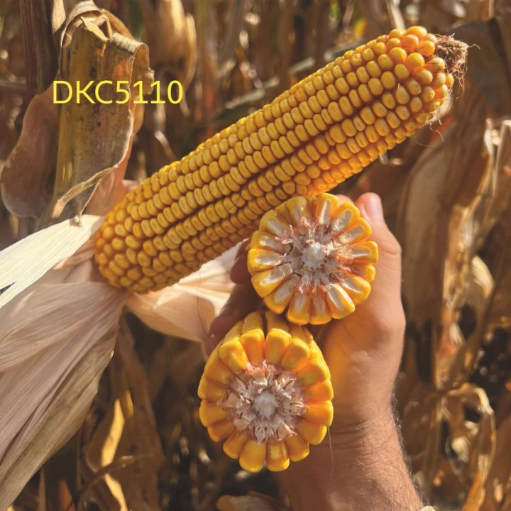 Samanta Porumb DEKALB DKC 5110, FAO 400-440, 80.000 boabe