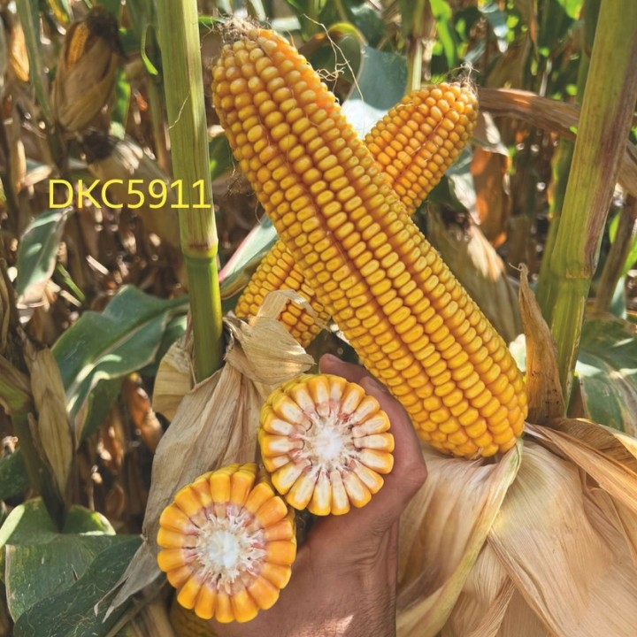 Samanta Porumb DEKALB DKC 5911, FAO 500-540, 80.000 boabe