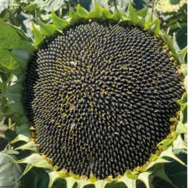 Seminte de Floarea Soarelui VIVALLTO CLP, 150.000 seminte