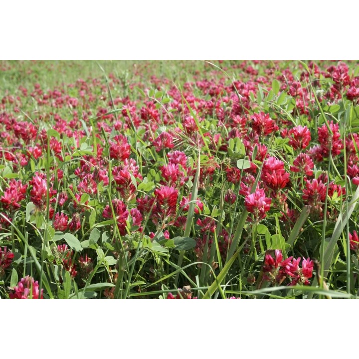 Seminte TRIFOI ROSU - 25 kg
