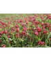 Seminte TRIFOI ROSU - 25 kg