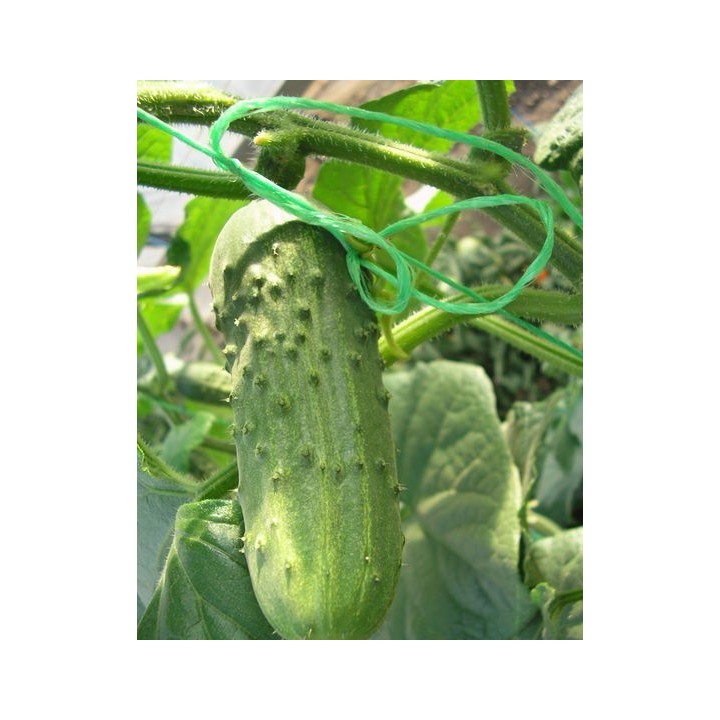 Seminte Castraveti Cornichon REGAL F1 Clause - 10 g