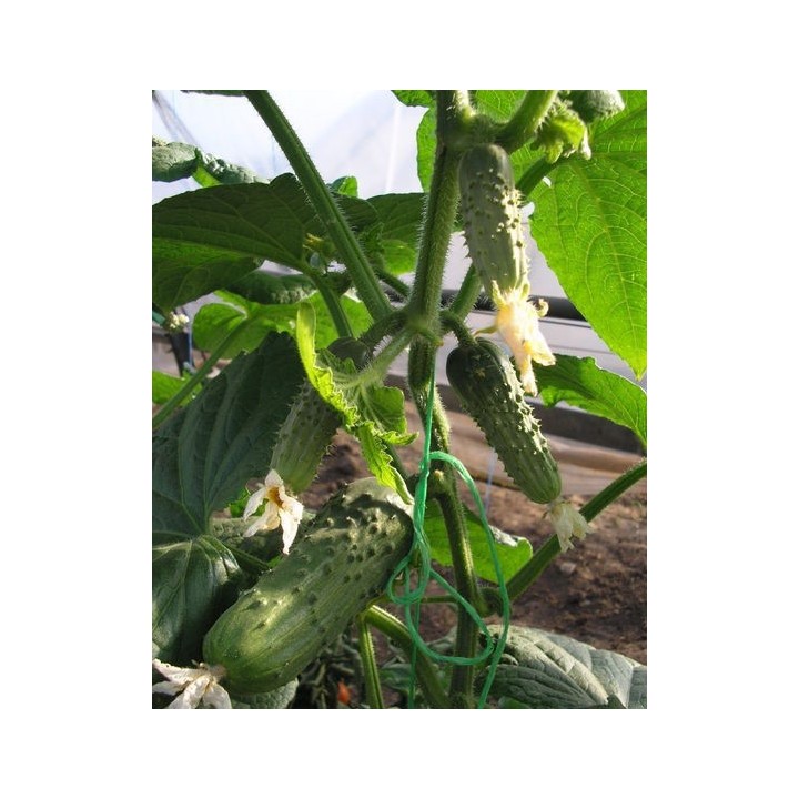 Seminte Castraveti Cornichon REGAL F1 Clause - 10 g