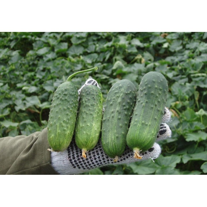 Seminte Castraveti Cornichon REGAL F1 Clause - 10 g