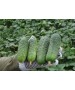 Seminte Castraveti Cornichon REGAL F1 Clause - 10 g