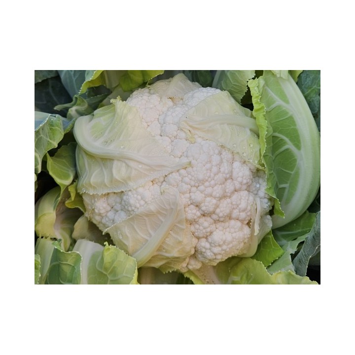 Seminte Conopida CORSARO F1 Clause, 1.000 seminte