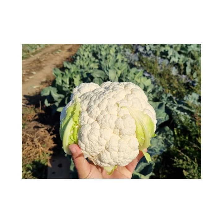 Seminte Conopida CORSARO F1 Clause, 1.000 seminte