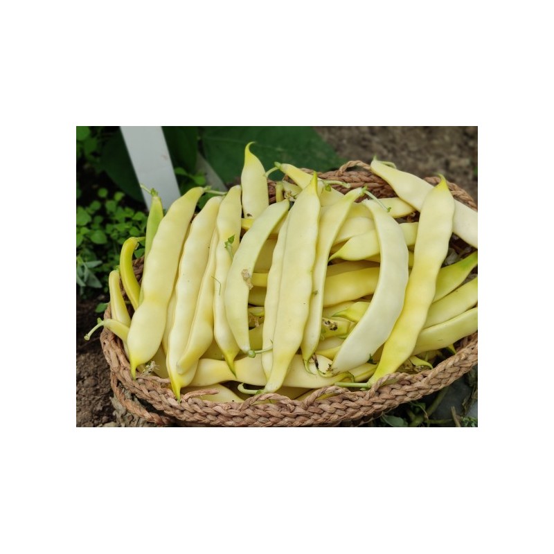 Seminte fasole SERPEDOR Clause - 1 Kg, Oloaga, Pastaie lata