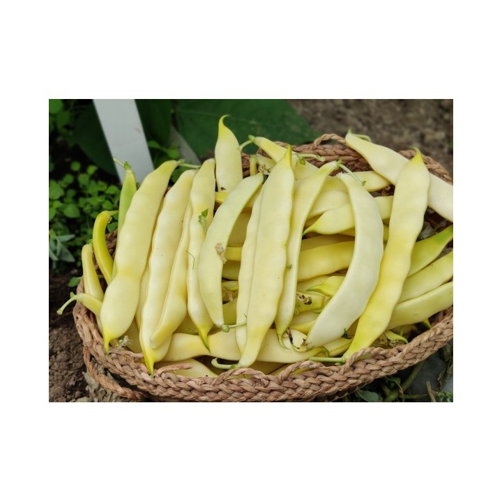 Seminte fasole SERPEDOR Clause - 1 Kg, Oloaga, Pastaie lata