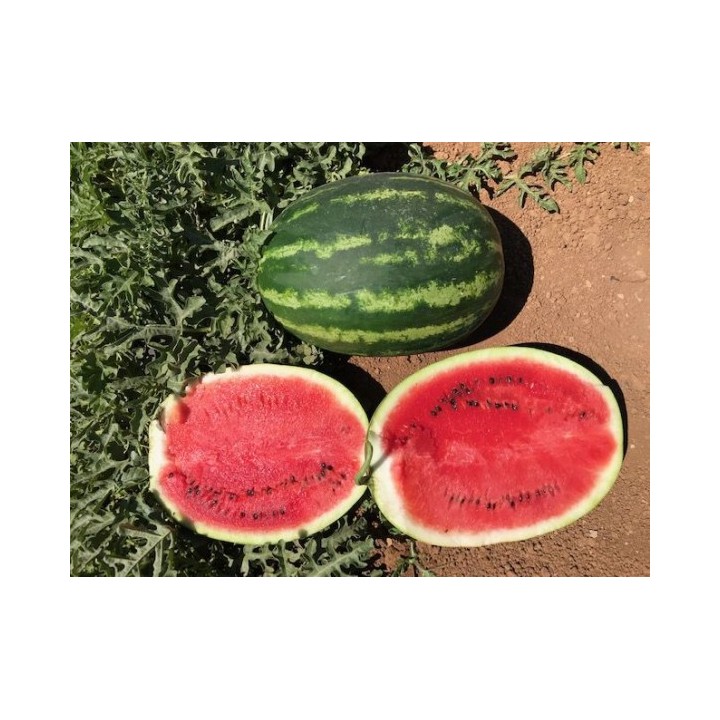 Seminte Pepene verde CRESCENDO F1 Clause, 1.000 seminte
