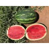 Seminte Pepene verde CRESCENDO F1 Clause - 1.000 seminte
