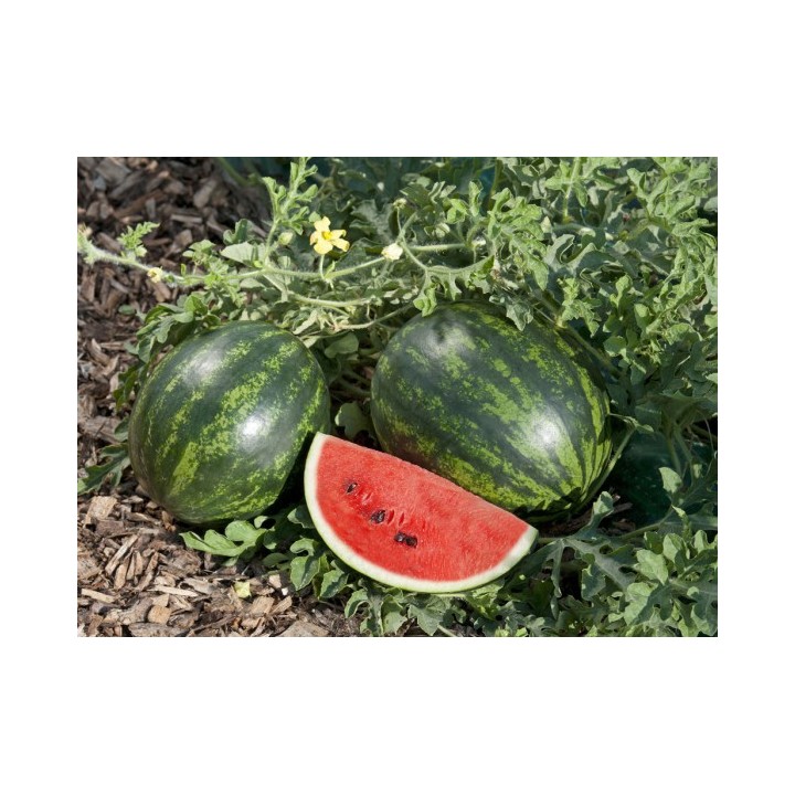 Seminte Pepene verde MINI LOVE F1 Clause, 1.000 seminte