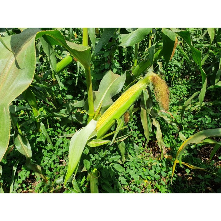 Samanta Porumb zaharat DRIVER F1 Clause - 5.000 seminte