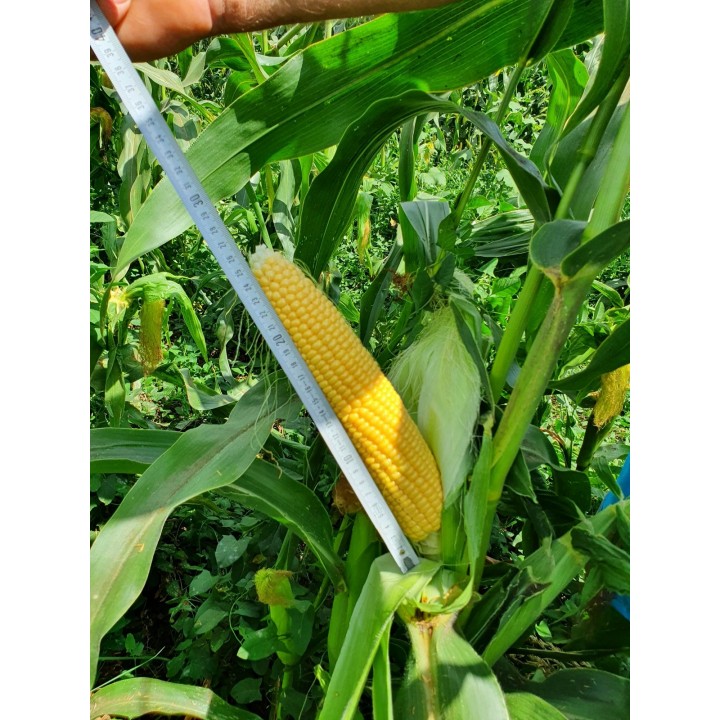 Samanta Porumb zaharat DRIVER F1 Clause - 5.000 seminte