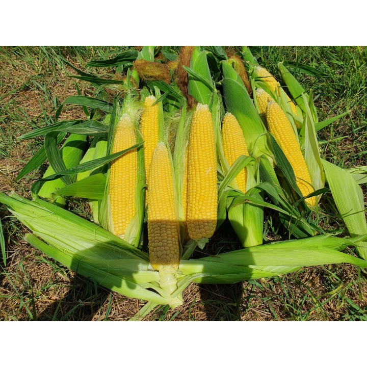 Samanta Porumb zaharat DRIVER F1 Clause - 5.000 seminte