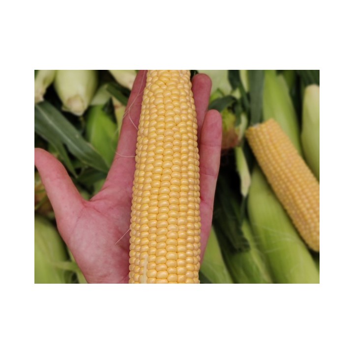 Samanta Porumb zaharat KIARA F1, Clause, 50.000 seminte