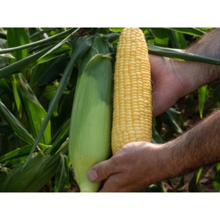 Samanta Porumb zaharat KIARA F1, Clause, 50.000 seminte